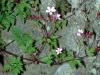 Geranium robertianum